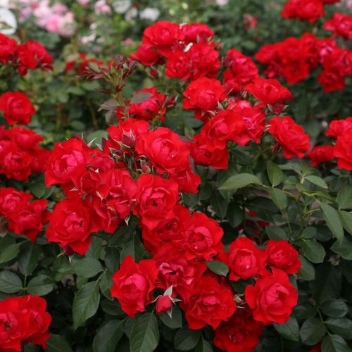 Rojo - Rosas Floribunda